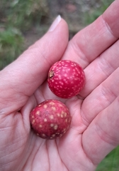 Amphibolips quercusjuglans