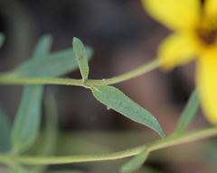 Helianthus gracilentus