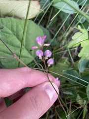 Hylodesmum glutinosum