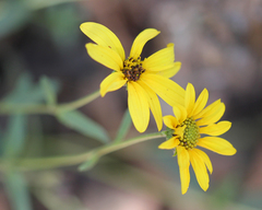 Helianthus gracilentus