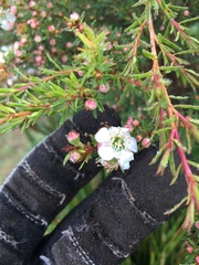 Leptospermum