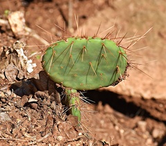 Opuntia lindheimeri