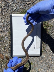 Thamnophis sirtalis pallidulus