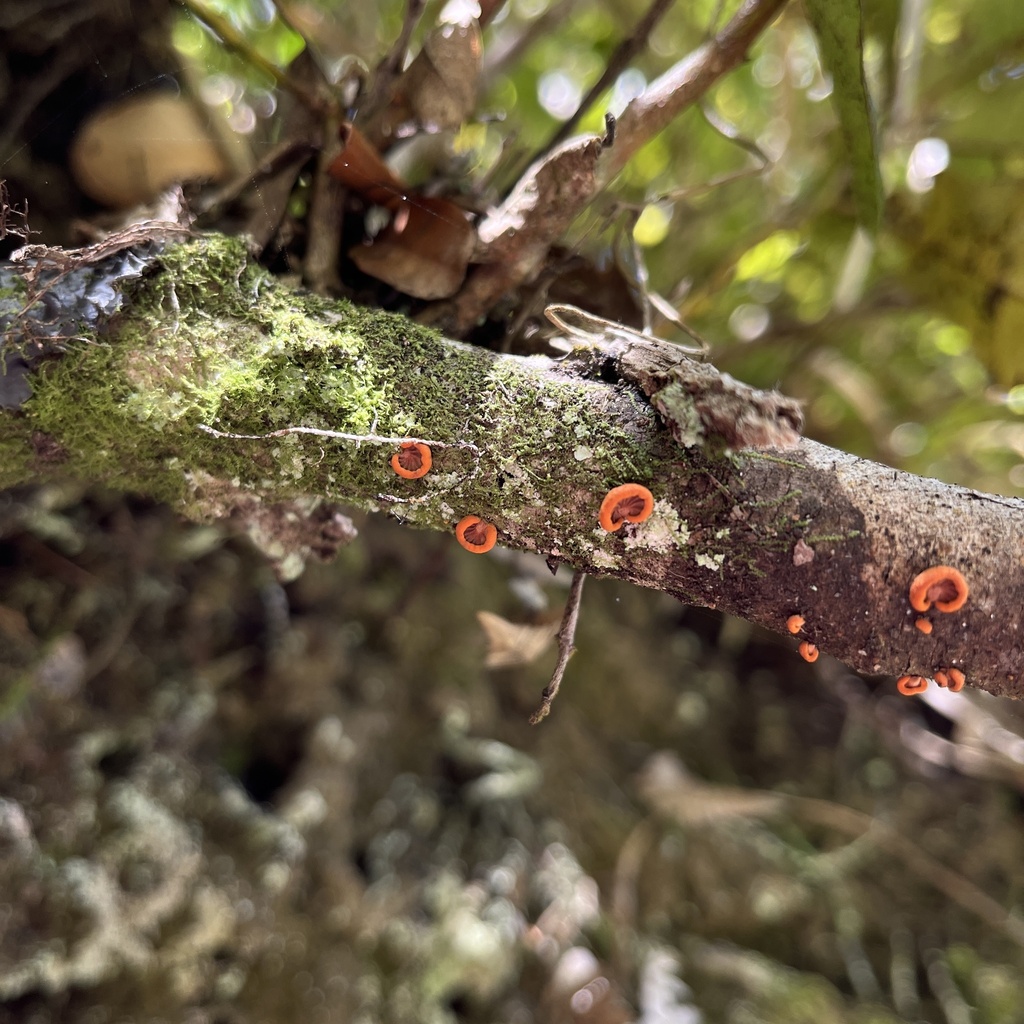 Anthracophyllum discolor · September 2022 · photo: © cristianriquelme (iNaturalist, cc-by)