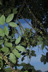 Pera arborea