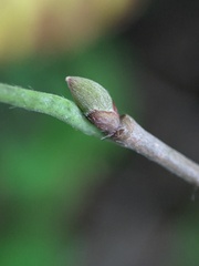 Corylus cornuta
