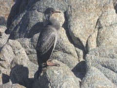 Poikilocarbo gaimardi