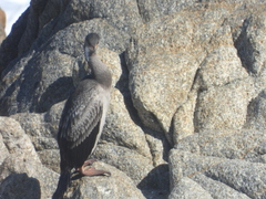 Poikilocarbo gaimardi