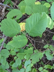 Corylus cornuta