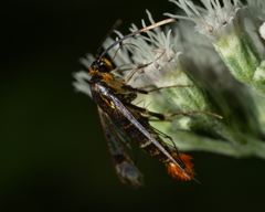 Synanthedon acerrubri