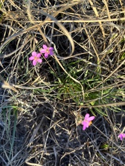 Phemeranthus parviflorus