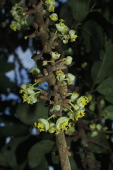 Pera arborea