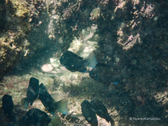 Girella punctata