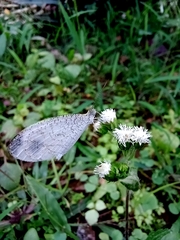 Leptosia nina