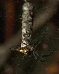 Mecynogea lemniscata