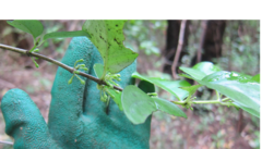 Geniostoma ligustrifolium ligustrifolium