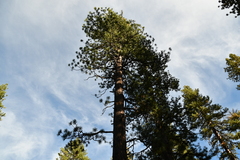 Pinus jeffreyi
