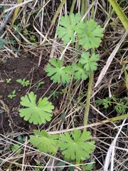 Geranium solanderi