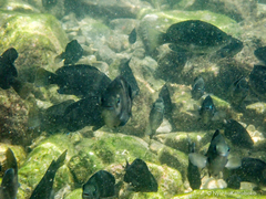 Girella punctata