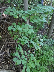 Corylus cornuta