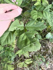 Hylodesmum glutinosum