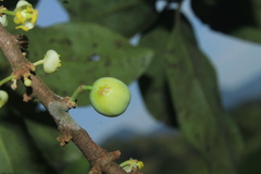 Pera arborea