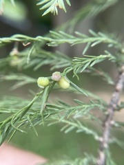 Taxodiomyia
