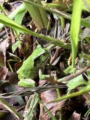 Hyla japonica