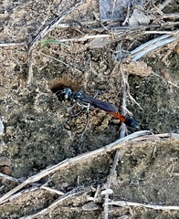 Ammophila procera