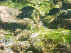 Girella punctata