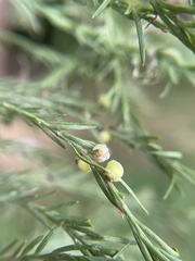 Taxodiomyia