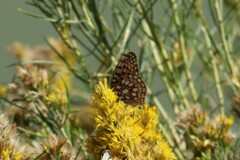 Speyeria coronis