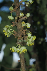Pera arborea