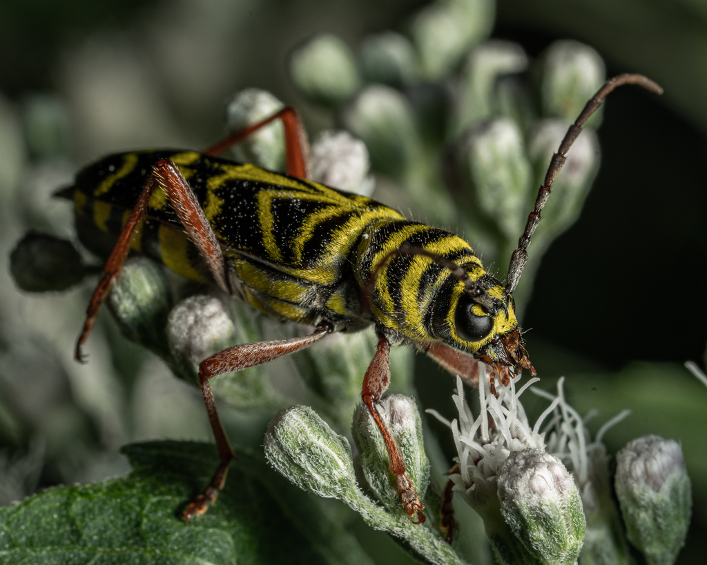 Locust Borer from Harrisburg, PA, USA on September 03, 2022 at 07:17 AM ...