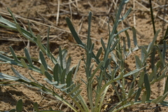 Cirsium pitcheri