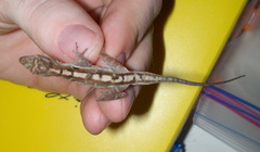 Anolis cupreus