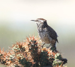 Campylorhynchus brunneicapillus sandiegensis