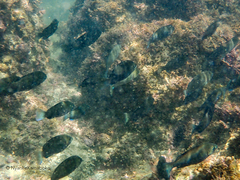 Girella punctata