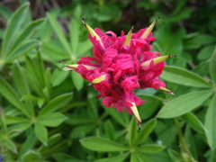 Castilleja parviflora
