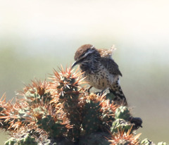 Campylorhynchus brunneicapillus sandiegensis