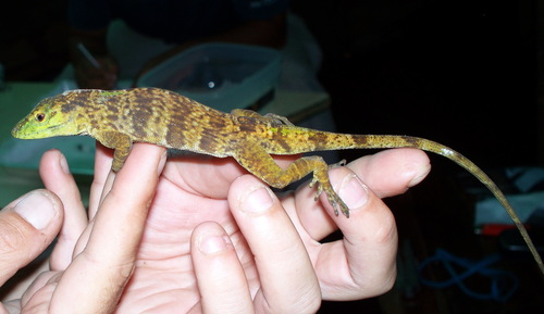 Neotropical Green Anole