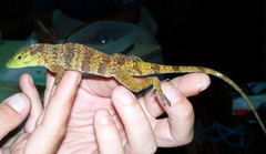 Giant Green Anole photo 5