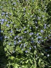 Myosotis sylvatica