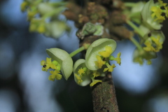 Pera arborea