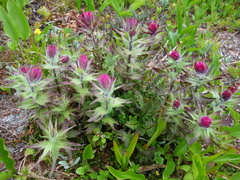 Castilleja parviflora