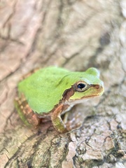 Hyla japonica