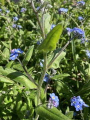 Myosotis sylvatica
