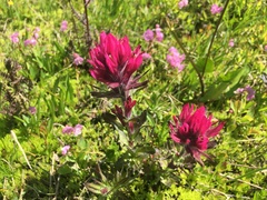 Castilleja parviflora