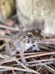 Fejervarya kawamurai