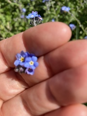 Myosotis sylvatica